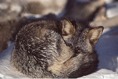 《堕落之主》发售宣传片 首发支持Steam Deck